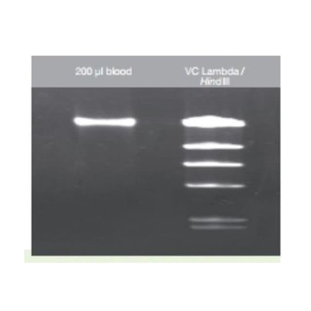 KIT DE PURIFICACION DE DNA 100Pbas