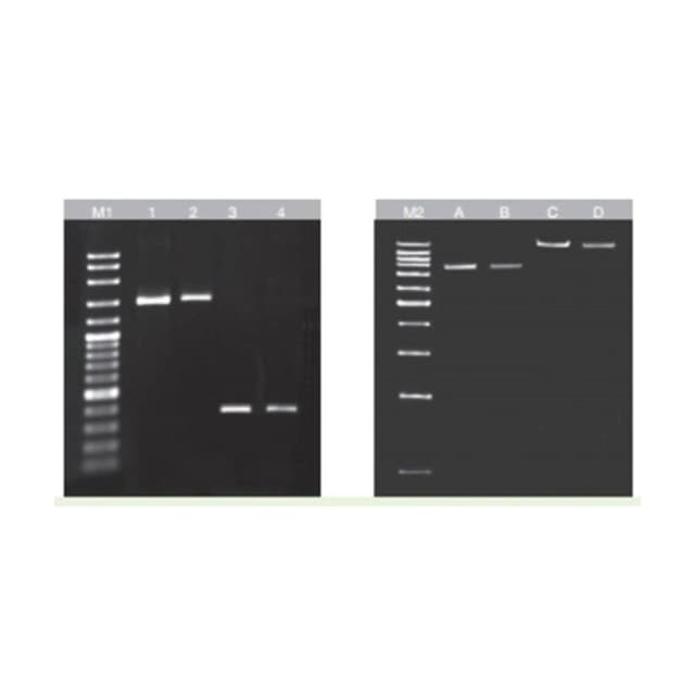 KIT PURIFICACION DNA EN GELES 100Pbas