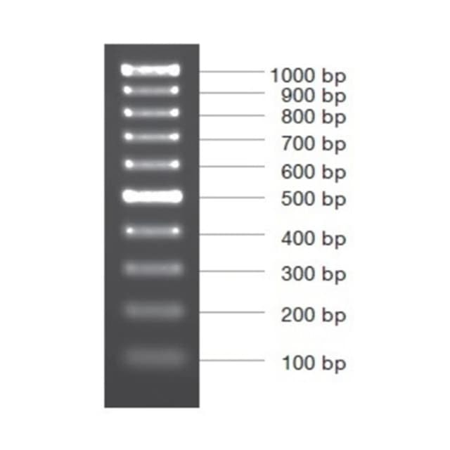 MARCADOR MOLECULAR PCR 100BP 50ug
