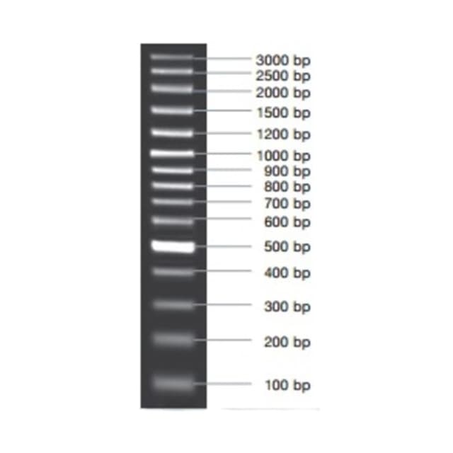 MARCADOR MOLECULAR  PCR 100BP PLUS 50ug