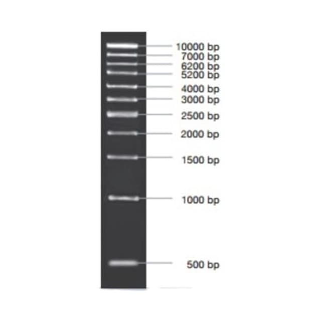 MARCADOR MOLECULAR PCR 1KB 50ug