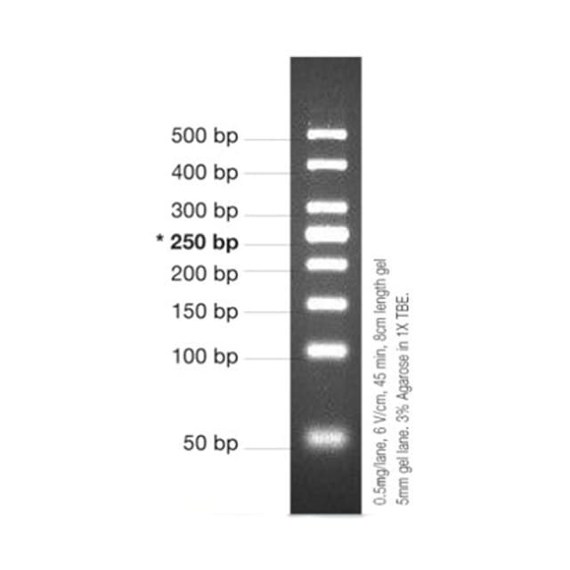 MARCADOR MOLECULAR PCR 50BP, 50ug
