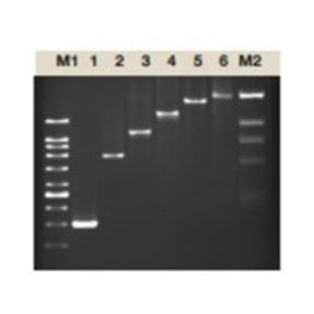 TAQ DNA POLIMERASA,(Thermus Aquaticus), 5U/ul, 500U