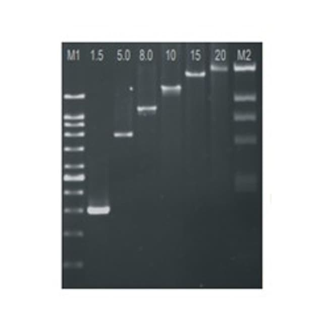 PCR KIT  (Chromo TAQ DNA, DNTPS Marcador 100 BP)