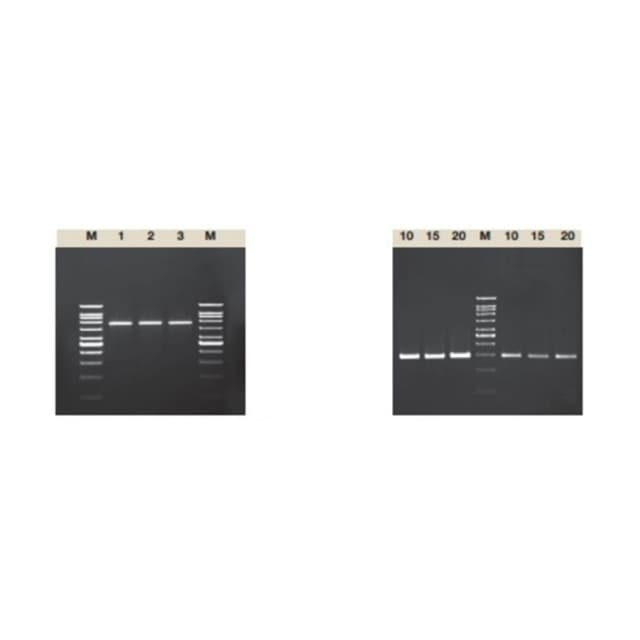 MEZCLA PARA AMPLIFICACION 2X, 100Pbas