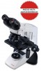 Microscopio binocular compuesto Labomed