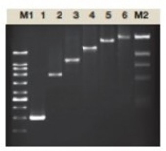 TAQ DNA POLIMERASA,(Thermus Aquaticus), 5U/ul, 500U Vivantis